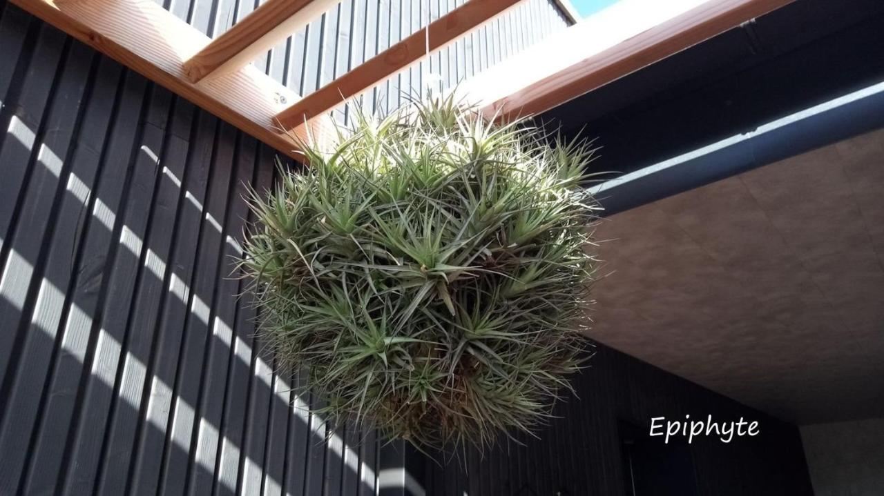 Epiphytes Et Succulentes Leilighet Paimpol Eksteriør bilde