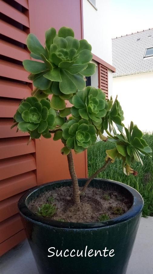 Epiphytes Et Succulentes Leilighet Paimpol Eksteriør bilde